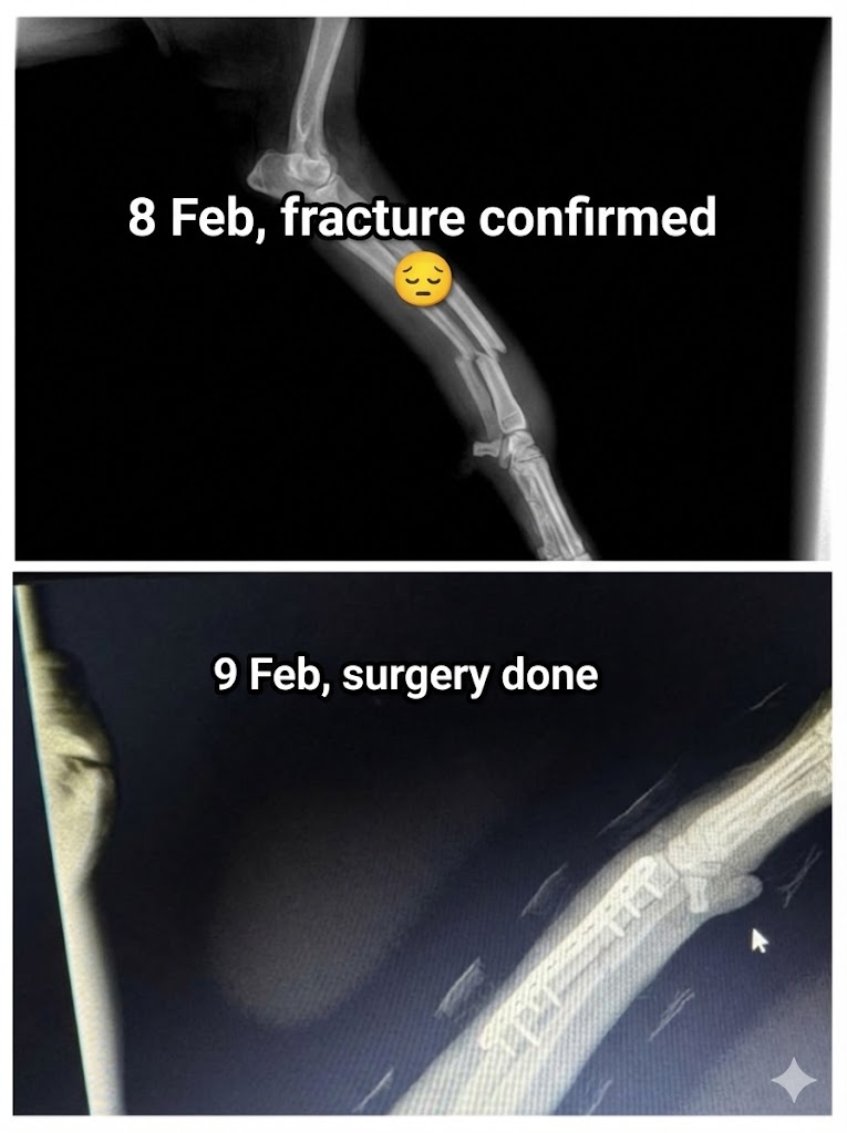 8 Feb fracture confirmed, 9 Feb surgery done — X-ray images